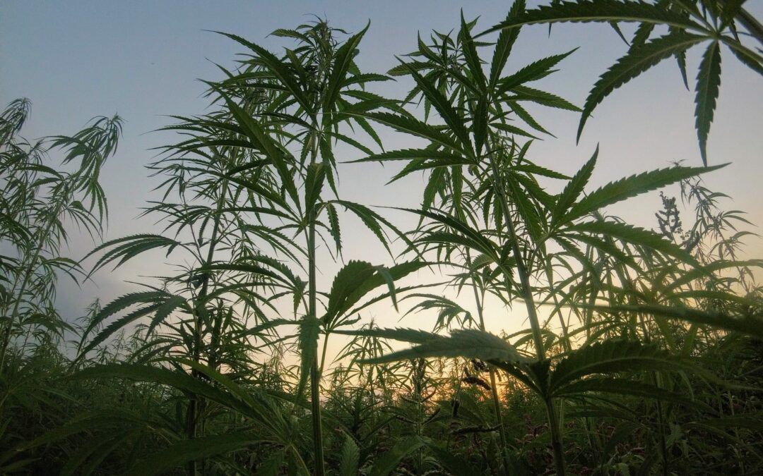 Where Does the Hemp Come From?