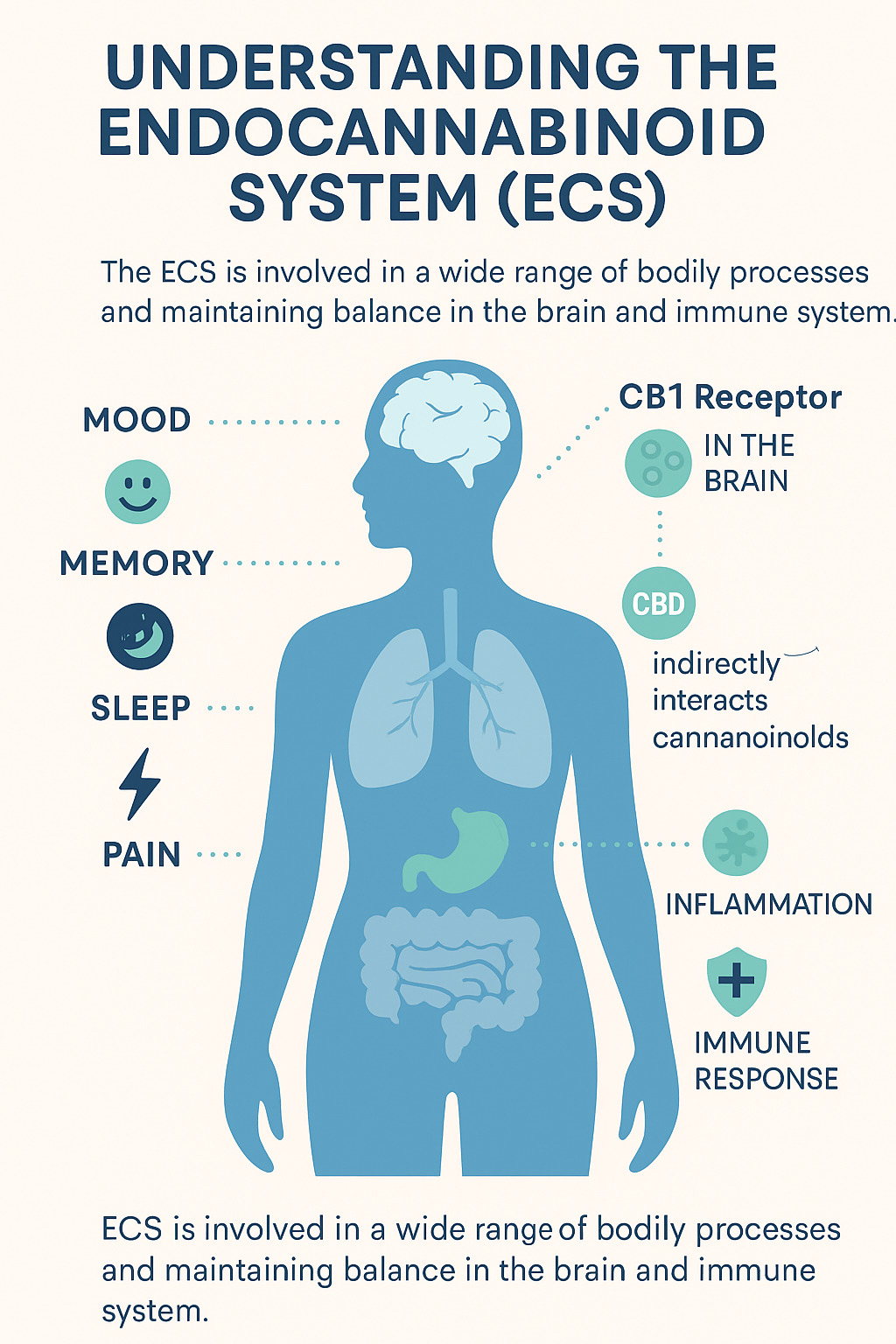 Understanding the Endocannabinoid System (ECS): Why It Matters for Brain Health, Athletic Performance, and Everyday Wellness