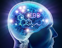 CBD & Brain Function